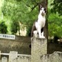 喵星人在哪都報給你知！日本推出「貓咪視角」街景服務