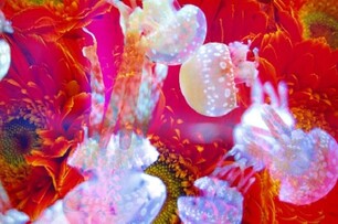 蜷川實花打造的「水母萬花筒隧道」！3大日本最新夢幻水族館特輯