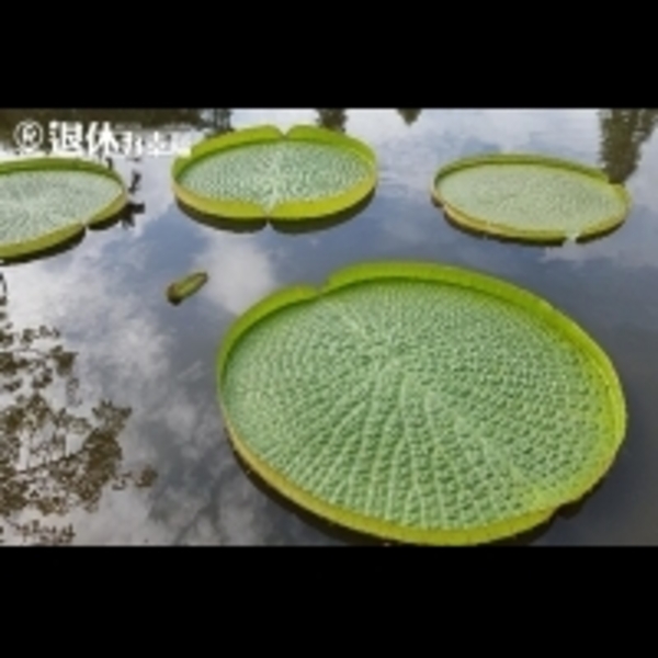 一年一度「桃園觀音蓮花季」來了！3大景點，造訪宛如世外桃源的城市...