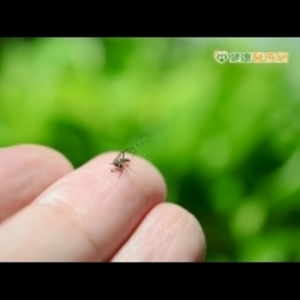 新增2本土登革熱病例　加強防蚊與環境清潔