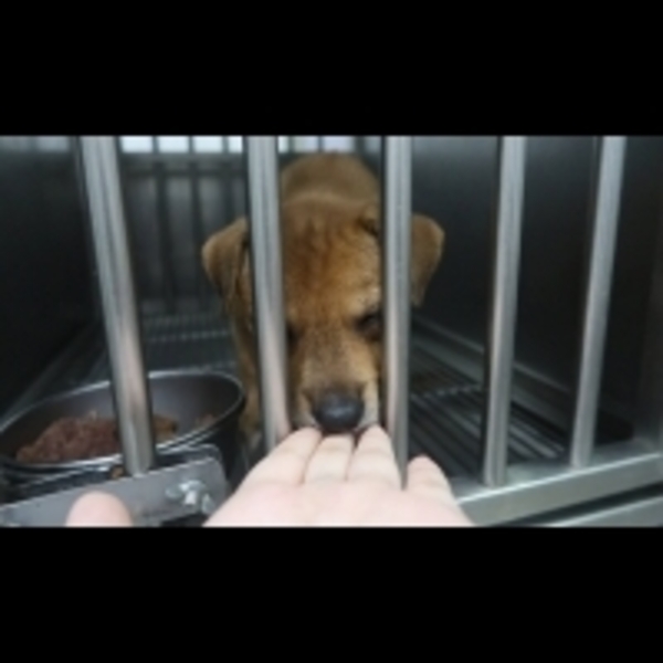 讓流浪的恐懼到此為止，一起來當浪浪英雄