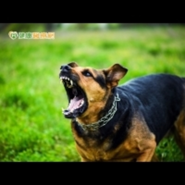 狂犬病疫情增　遭野生動物咬傷怎麼辦？