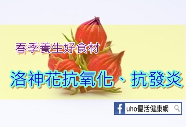 洛神花抗氧化、抗發炎　春季養生好食材