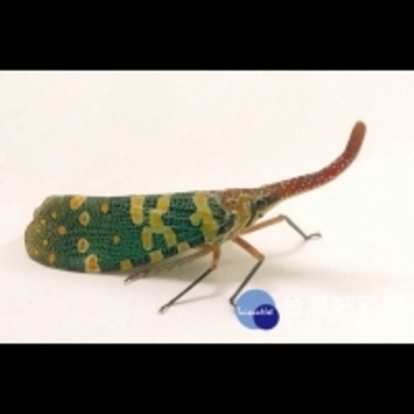 害蟲龍眼雞蟬新北現蹤　桃市府鼓勵檢視通報