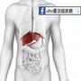 Ｃ型肝炎不治療　肝癌風險恐激增