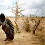 南非乾旱 玉米期貨價格上漲40%