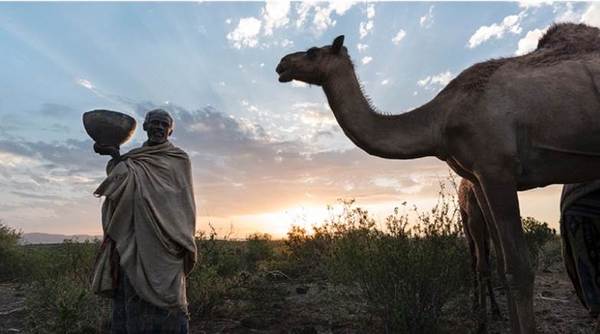 非洲的白色黃金 – 駱駝奶