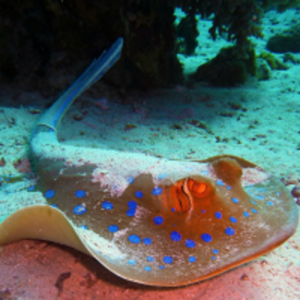 釣客疑遭魟魚刺死，還記得2006年被魟魚刺傷死亡的「鱷魚先生」史帝夫厄文嗎？