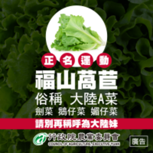 正名為福山萵苣！你知道「大陸妹」名字的由來嗎？