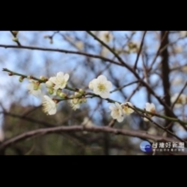 不畏寒風吐芬芳　士林官邸梅花綻放