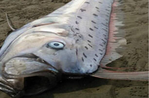 地震魚竄逃上岸死去,竟曾有人當場當場肢解生吃…