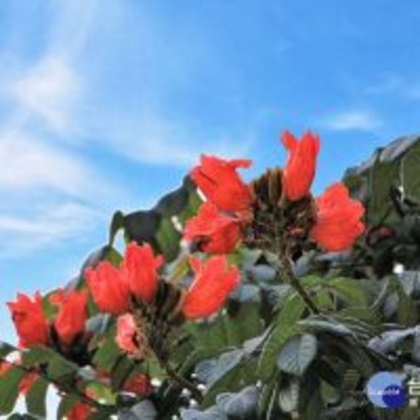 熱情的花朵　火焰木及煙火花預告夏季的到來