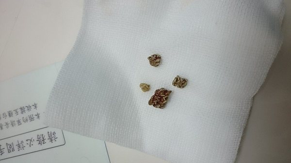 我家狗狗尿不出來，原來是．．．．尿道結石︱特派專員文章【聚星幫】