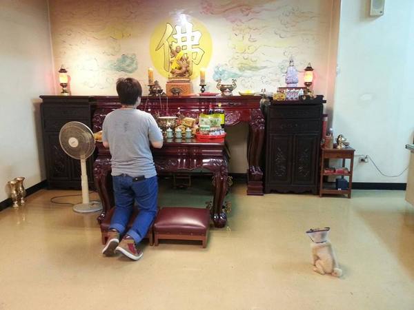 狗狗毛囊蟲纒身真是太恐怖了︱特派專員文章【聚星幫】