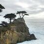 北加州最美麗動人的海岸線：17 Mile Drive