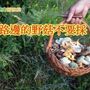 野菇毒魚別亂吃　路邊的野菇不要採