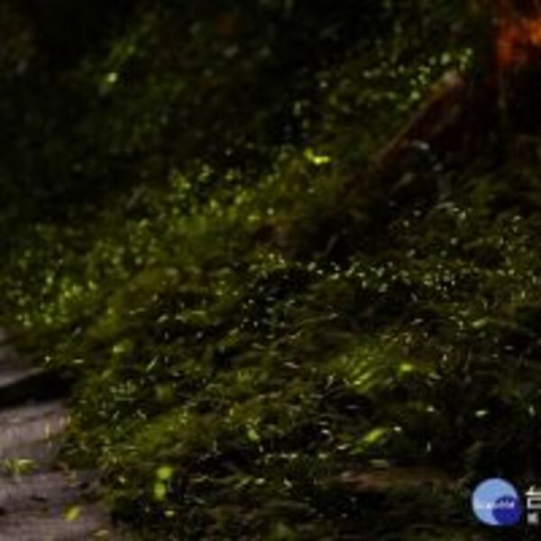 暑期免費生態導覽　土城祖田里推親子猴洞體驗之旅