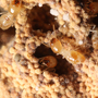 破解白蟻與真菌共生的關鍵機制 興大研究登頂尖國際期刊