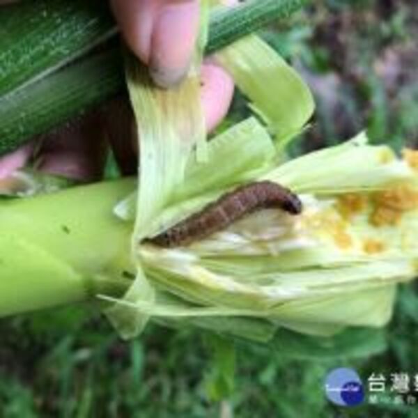 秋行軍蟲攻台　全國僅嘉義市沒案例　恐已在本土繁衍世代