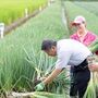 草包、菜包與白包