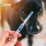 動物咬傷擔心狂犬病？「毛小孩」接種疫苗是預防關鍵