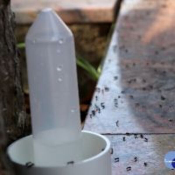 琉璃蟻防治新解方　集集公所樹掛型新餌台投入防治 　　　　　　　　