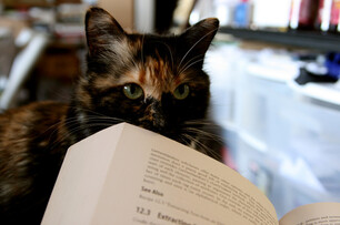為什麼每次看書貓咪就跑來搗亂？