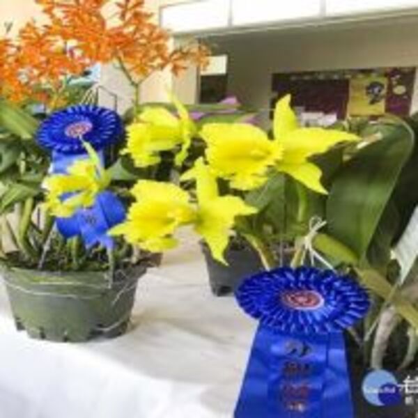 迎接校慶辦蘭花大賞　長榮大學校園濃濃蘭花香