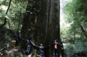 影／首里城也用台灣宜蘭檜木！首部台灣巨木林美學紀錄片《神殿》高雄首映