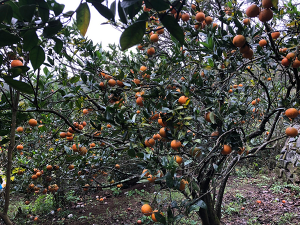 【北投桶柑】新年大吉大利 沉溺在鮮甜的橘子中進入美好的一年