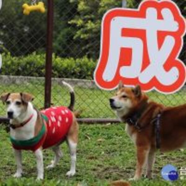 南港也有狗狗專屬運動空間　玉成公園狗活動區開放使用