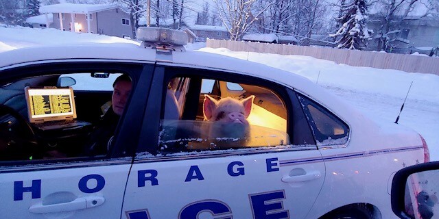 小豬迷路！牠在冰天雪地全身結霜「餓到吃雪」　警開警車護送回家