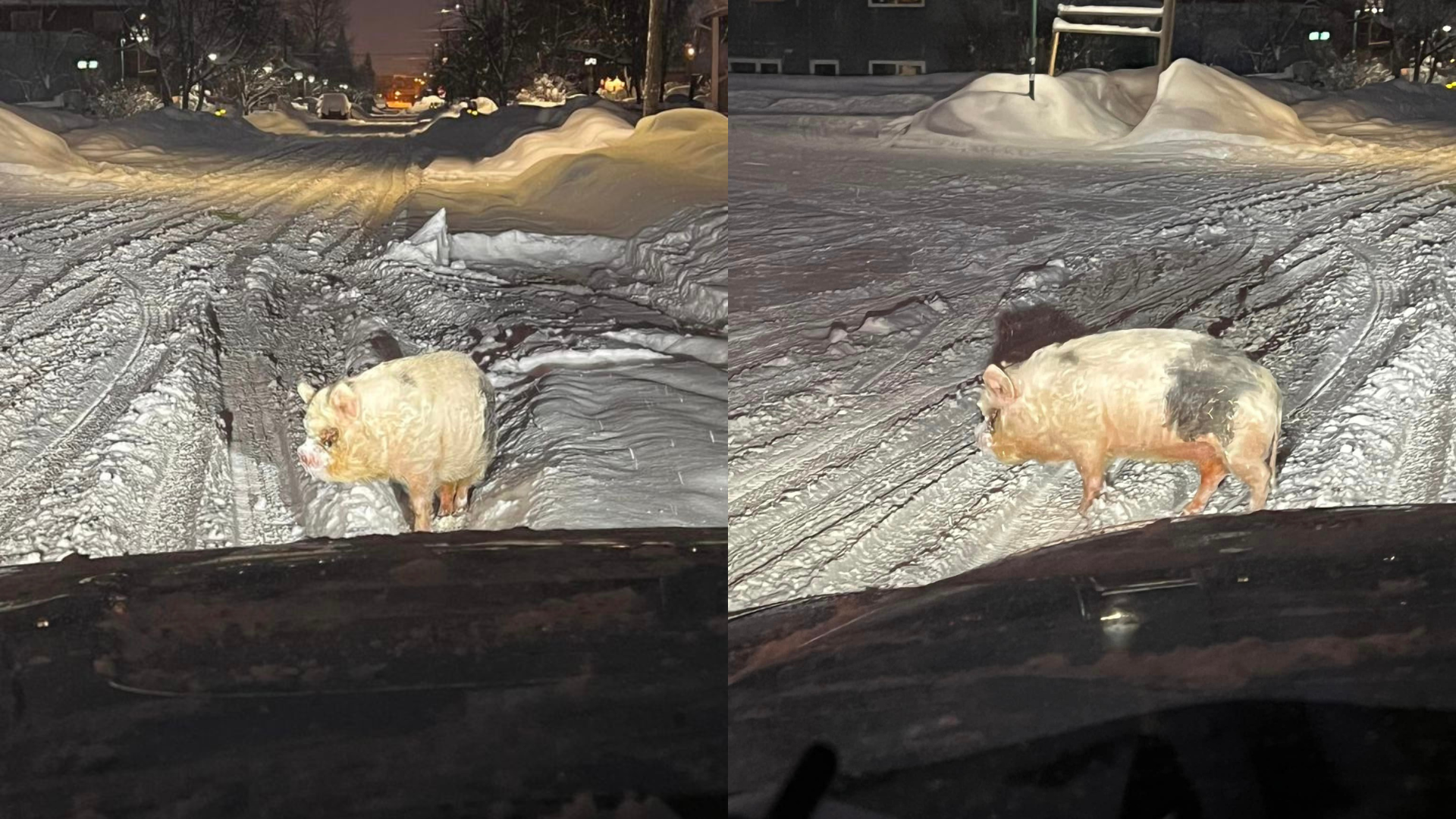 美國阿拉斯加男在冰天雪地遇到寵物豬在雪地上行走