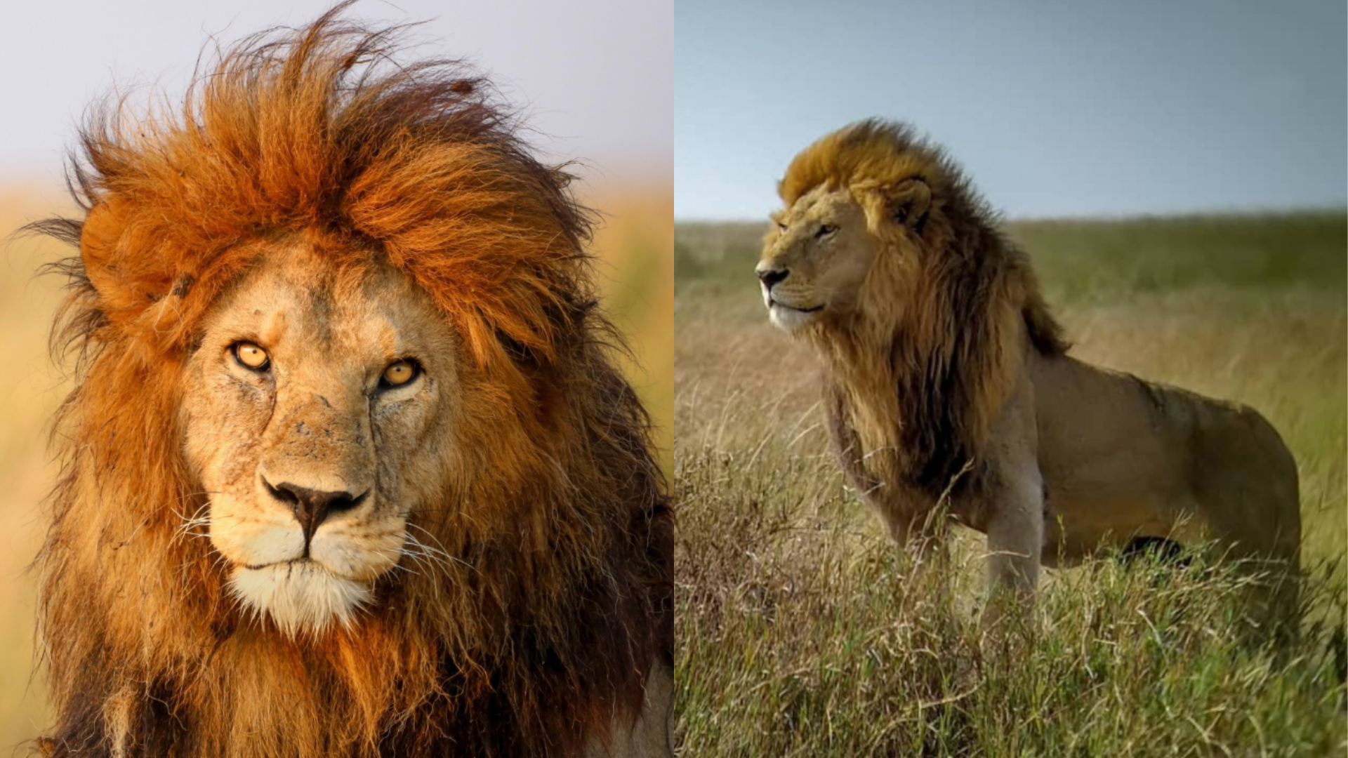7年統治被推翻！東非傳奇獅王「小巴布」不敵3雄獅　慘遭活活咬死