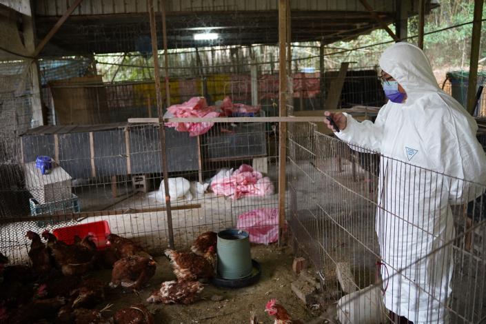 新埔鎮養禽場爆發禽流感撲殺313隻家禽