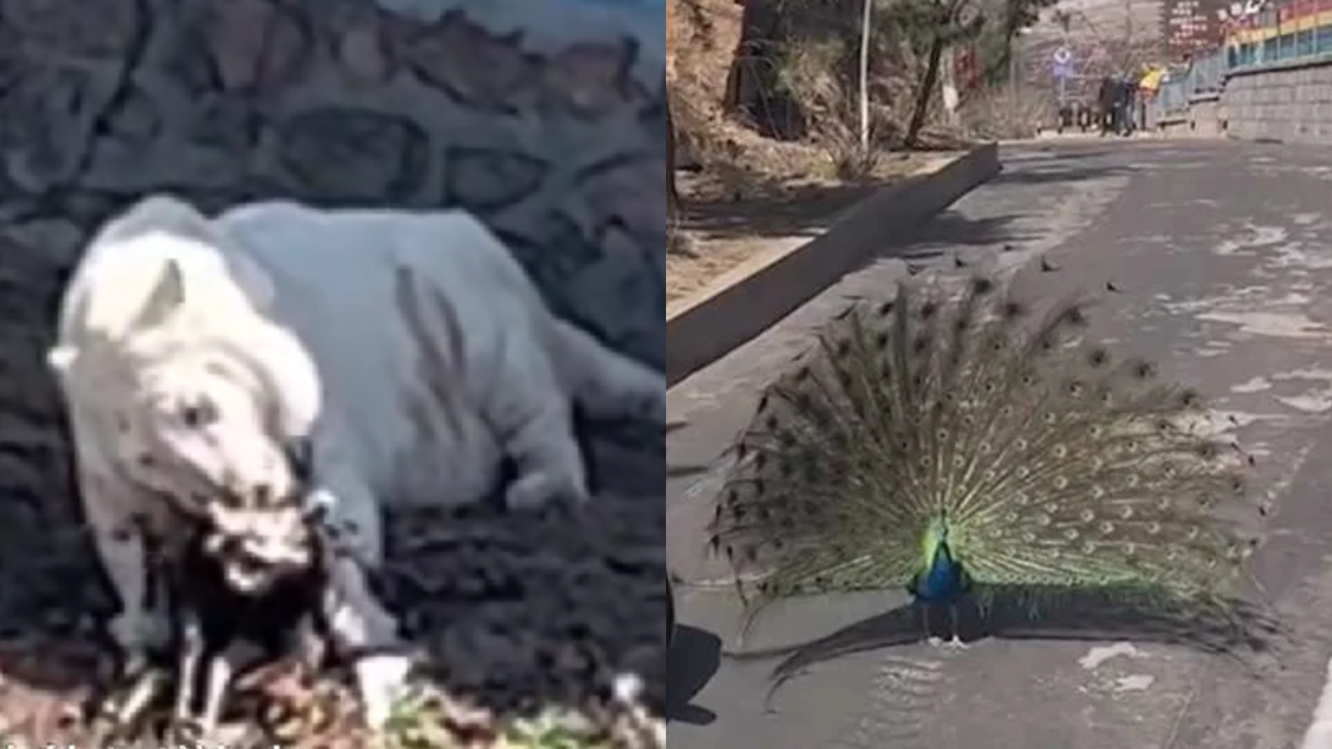  動物園恐怖吃播！遊客目睹「白虎活啃藍孔雀」嚇壞：牠把同事吃掉了