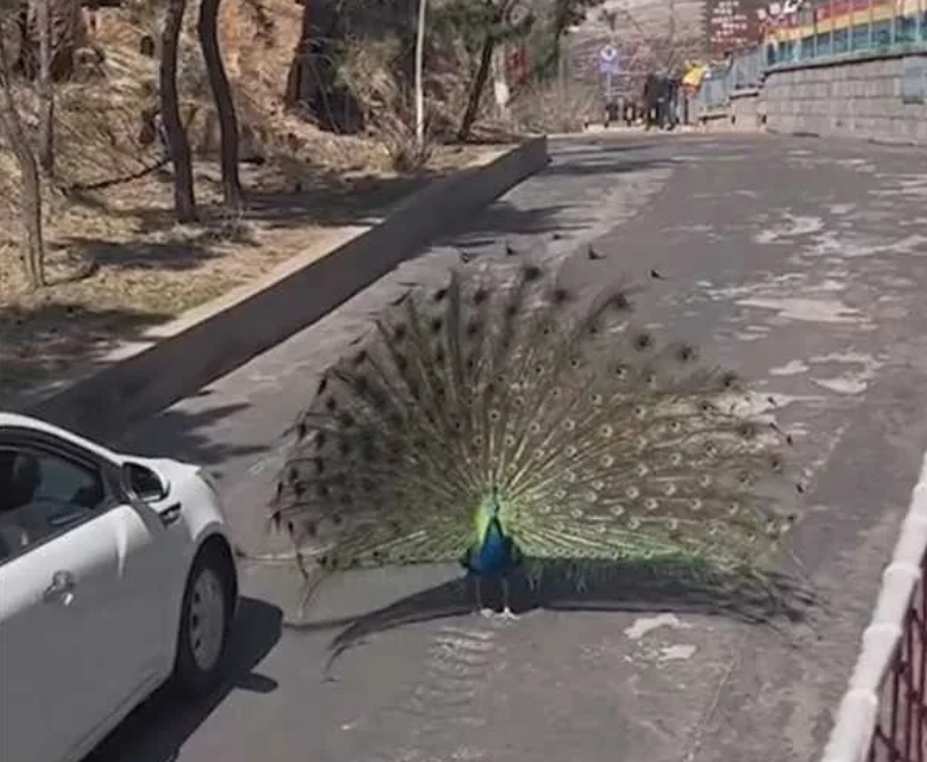  動物園恐怖吃播秀遊客目睹白虎撕咬藍孔雀