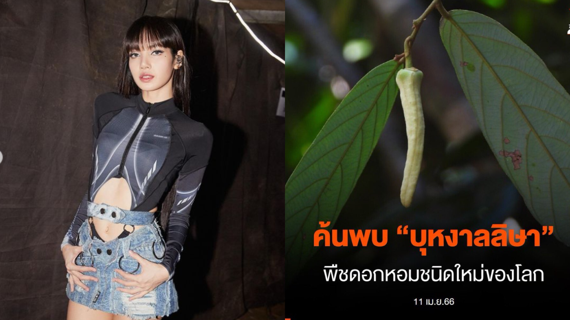 太愛Lisa！泰國發現新品種花「以她為名」　背後故事曝光超勵志