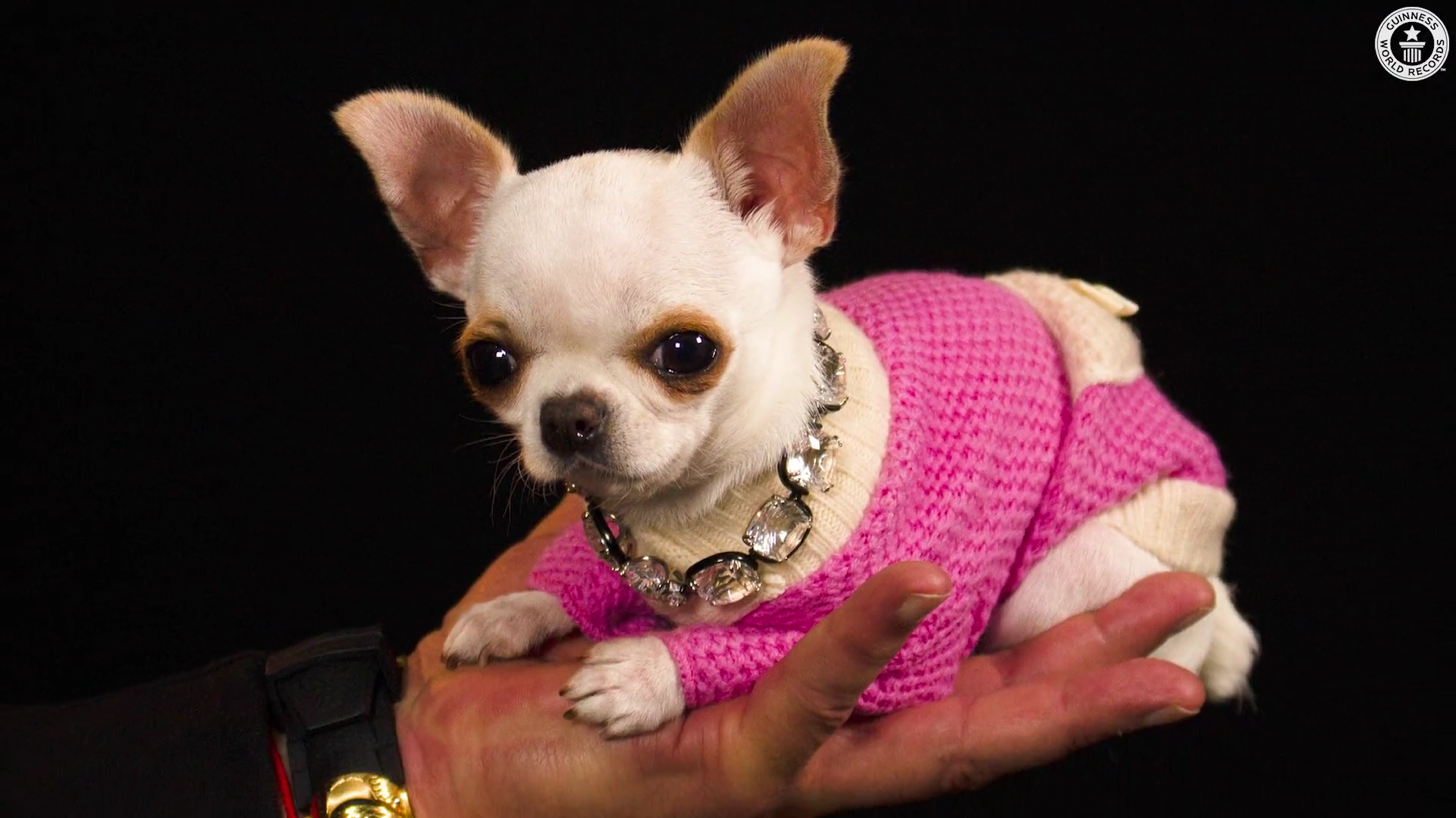 只有一美元大小！超萌吉娃娃成「世界最矮小狗狗」　獲金氏世界紀錄