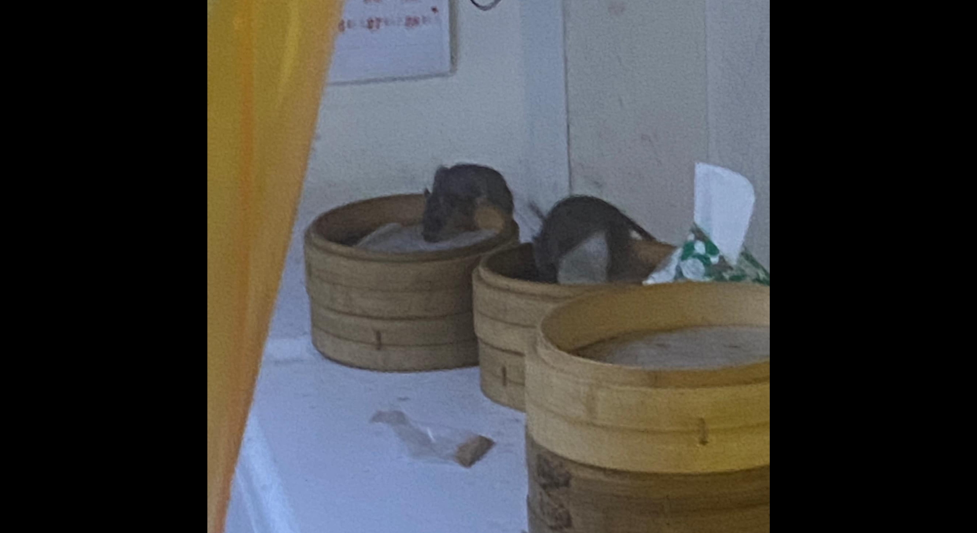 網友出門用餐驚見2兩隻老鼠在吃空的蒸籠上覓食