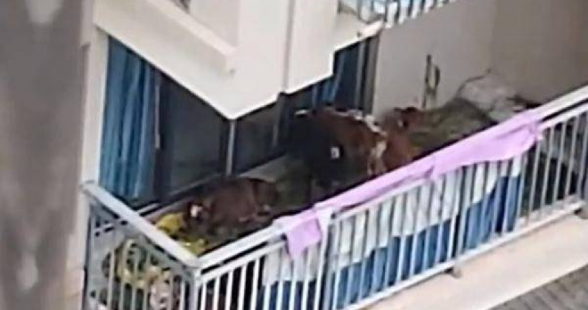 陽台上竟出現牛糞令人匪夷所思！　一查驚嚇發現：樓上鄰居在陽台養七隻牛