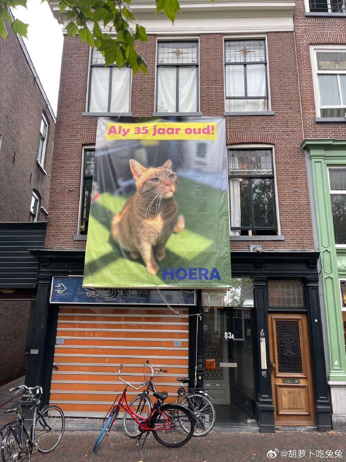荷蘭飼主掛布條慶祝貓咪35歲生日