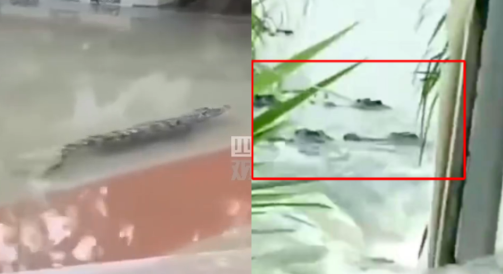 養殖場大出逃！75隻鱷魚「入侵村中湖」驚人畫面曝　當局警告：民眾別外出