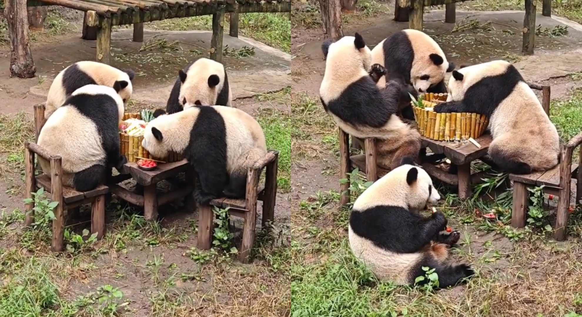 史上最萌餐敘！4熊貓「圍桌涮火鍋」集體嚕串　網融化：我都想吃了
