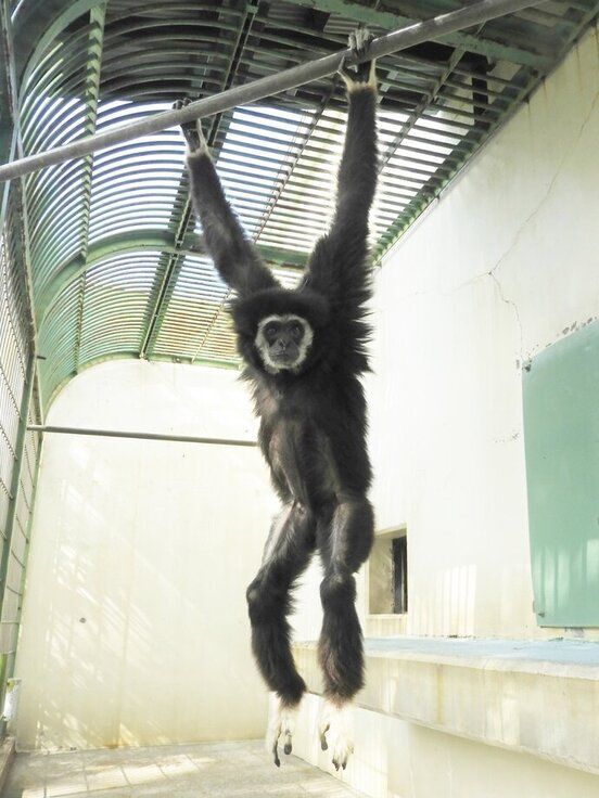 全球最高齡！白掌長臂猿「糖尿病惡化」北海道病逝　猿生活超過65歲