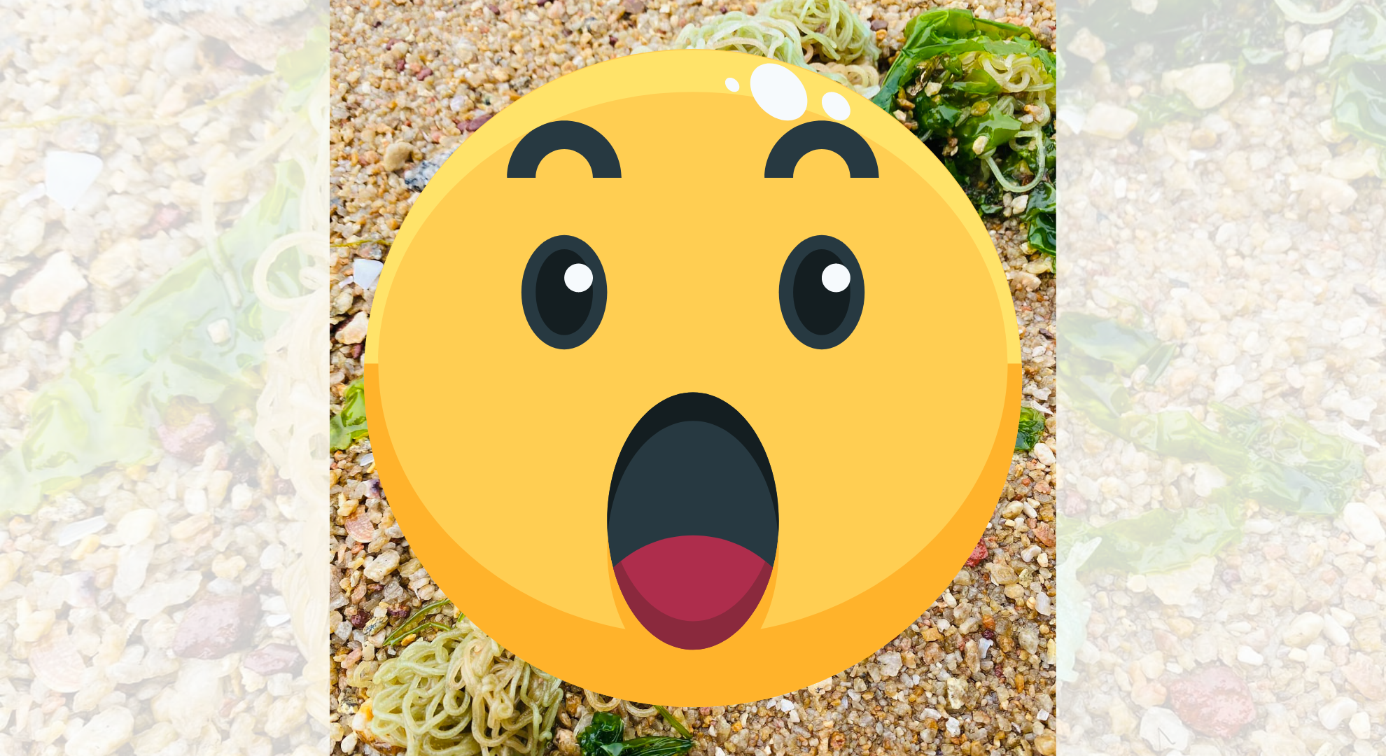 金門海灘「鋪滿涼麵」？詭異一幕網掀熱議　專家解答：摸了恐中毒