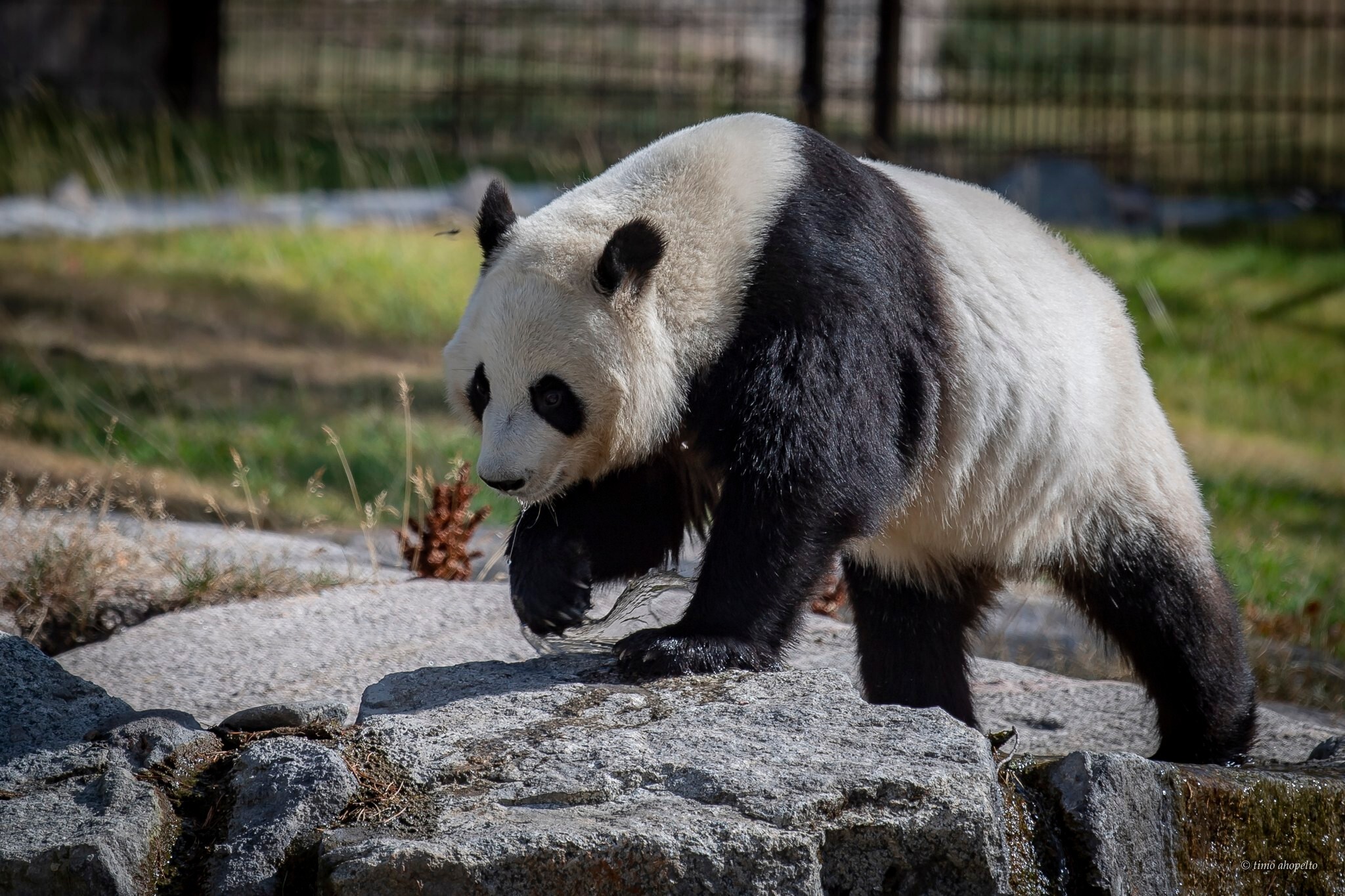 每年燒光5351萬！芬蘭動物園「養不起熊貓」　提早8年還給中國