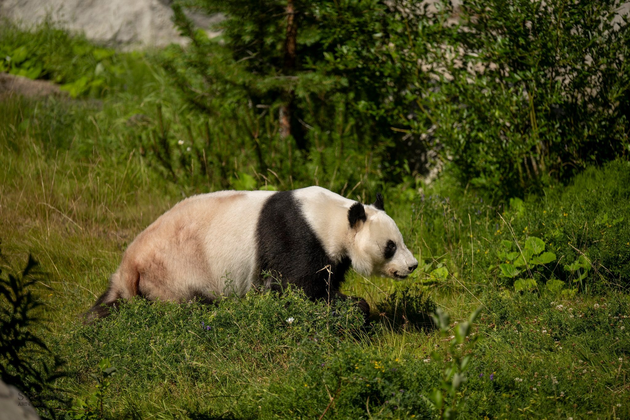 芬蘭動物園提早8年歸還熊貓