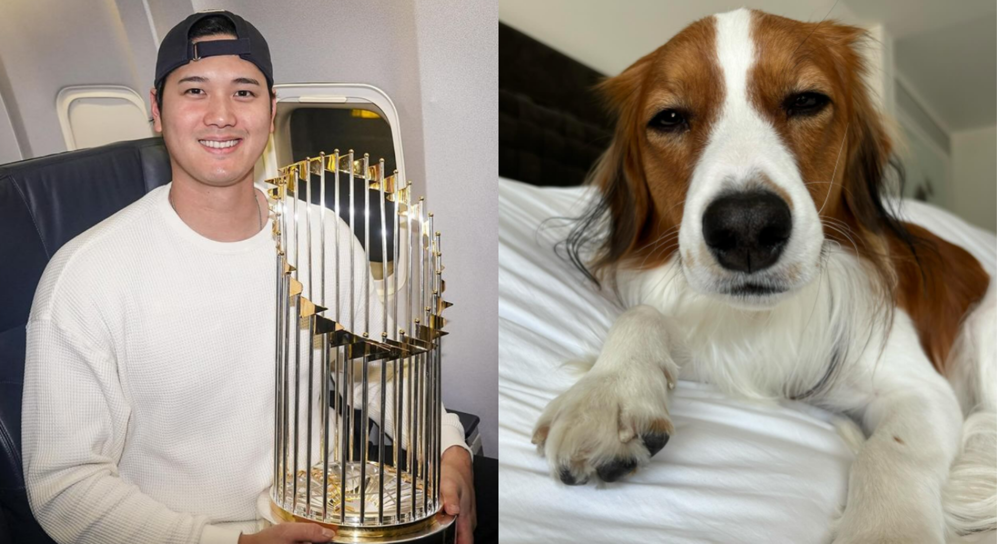 大谷翔平首度奪冠！愛犬「彈額頭」搶版面　萌樣融化全網：宿醉的道奇球迷