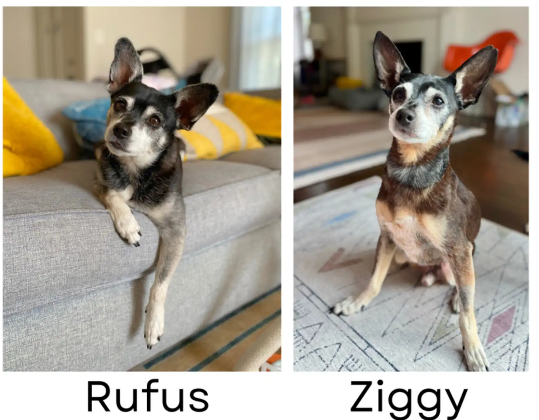 飼養多年的愛犬離世後意外領養愛犬父親